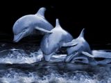 Lindos Delfines